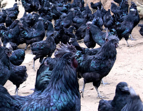 烏雞中檢測(cè)出獸藥殘留，你還敢吃嗎